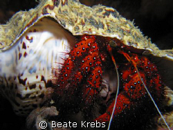 Hermit crab during a night dive, canon S70  by Beate Krebs 